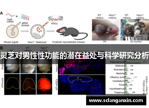 灵芝对男性性功能的潜在益处与科学研究分析