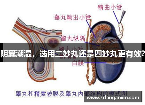 阴囊潮湿，选用二妙丸还是四妙丸更有效？